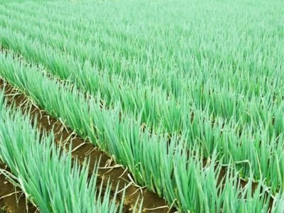 Crédito Shutterstock