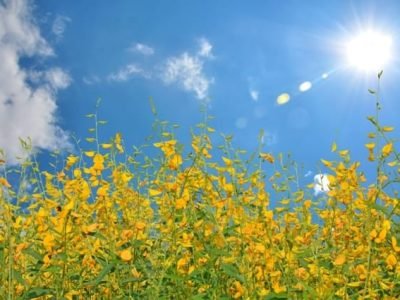 Adubação verde e economia de insumos - Crédito Shutterstock