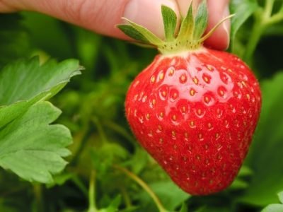 Crédito Shutterstock