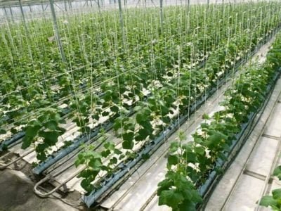 Crédito Shutterstock