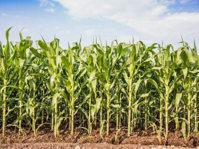 Crédito Shutterstock