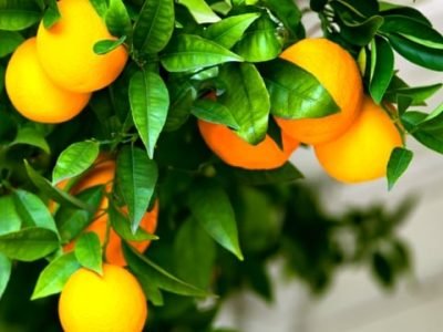 Crédito Shutterstock