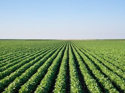 Crédito Shutterstock