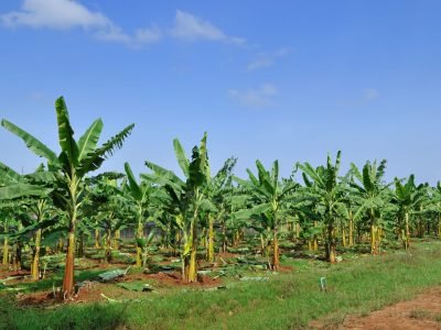 Crédito Shutterstock