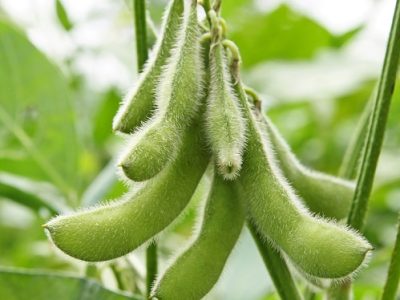 Crédito Shutterstock