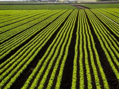 Crédito Shutterstock