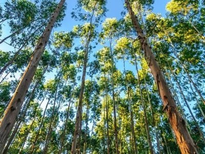 Crédito Shutterstock