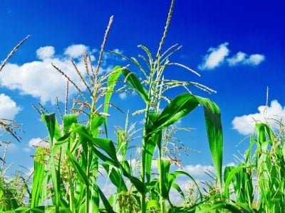 Crédito Shutterstock