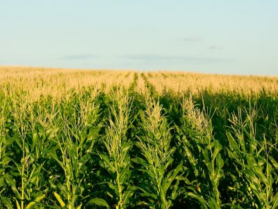 Foto-01-Crédito-Shutterstock11