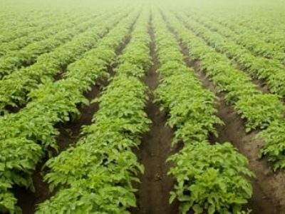 Crédito Shutterstock