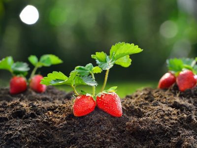 Crédito Shutterstock