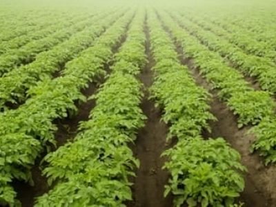 Crédito Shutterstock