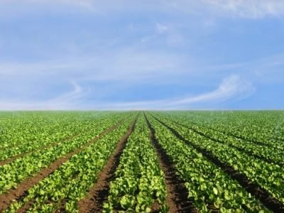 Crédito Shutterstock