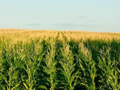 Foto-01-Crédito-Shutterstock11