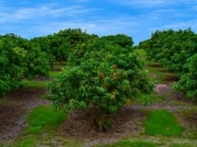 Crédito Shutterstock