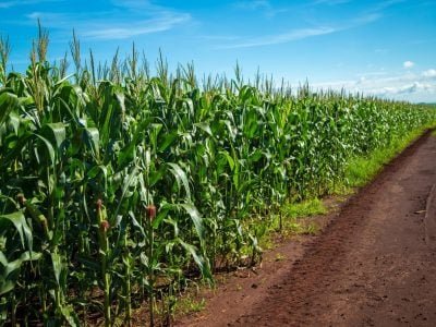 Crédito Shutterstock