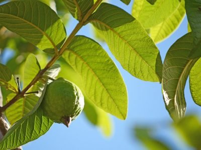 Crédito Shutterstock