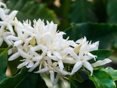 Crédito Shutterstock