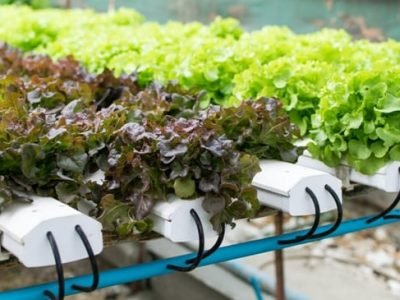 Crédito Shutterstock