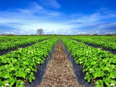 Crédito Shutterstock