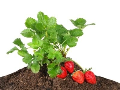 Crédito Shutterstock