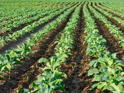 Crédito Shutterstock