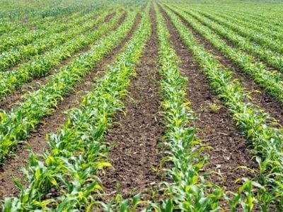 Crédito Shutterstock