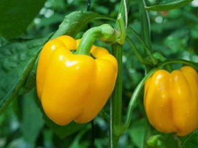 Crédito Shutterstock