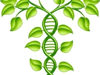 Crédito Shutterstock