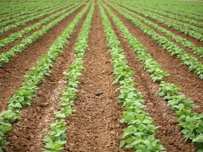 Crédito Shutterstock