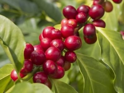 Crédito Shutterstock