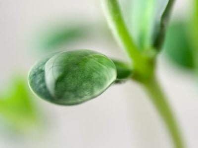 Crédito Shutterstock