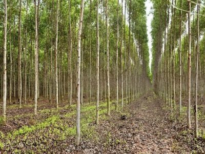 Crédito Shutterstock