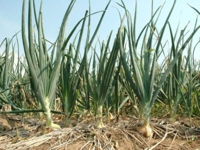 Crédito Shutterstock