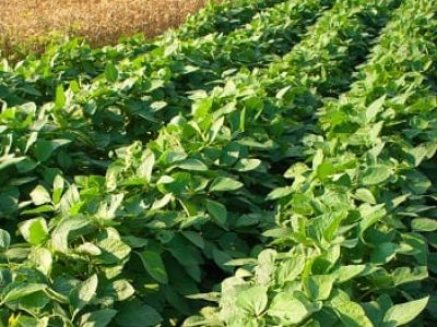 Crédito Shutterstock