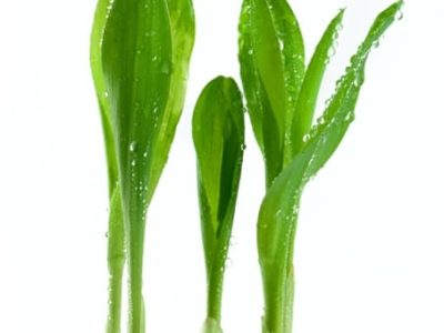 Crédito Shutterstock