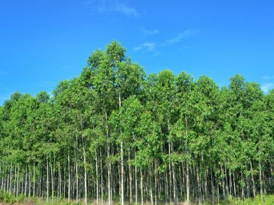 Crédito Shutterstock