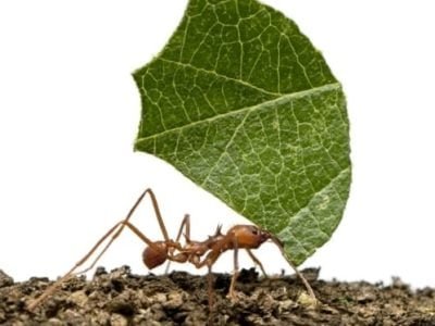 Foto 01 - Crédito Shutterstock