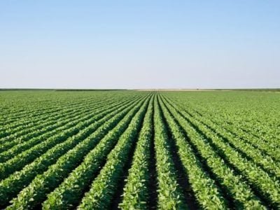 Crédito Shutterstock