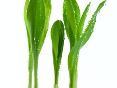 Crédito Shutterstock