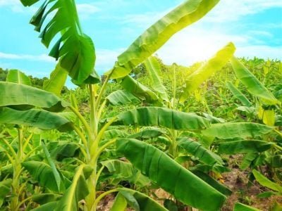 Crédito Shutterstock