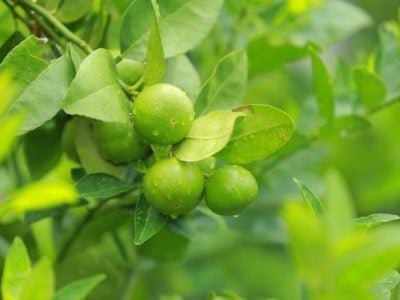 Crédito Shutterstock