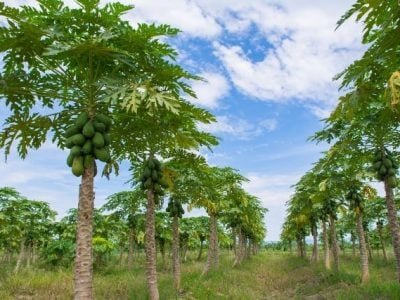 Crédito Shutterstock