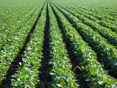 Crédito Shutterstock