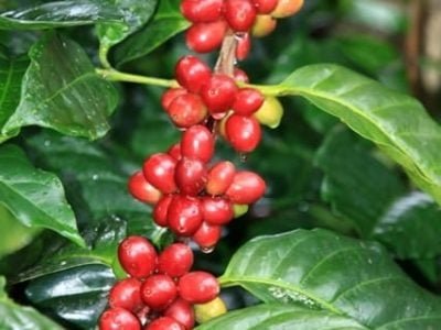 Crédito Shutterstock