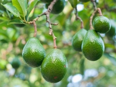 Crédito Shutterstock