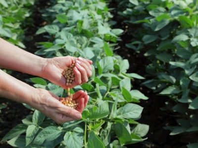 Crédito Shutterstock