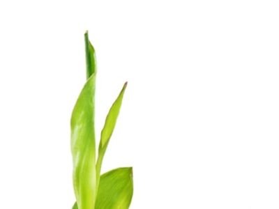 Foto-01-Crédito-Shutterstock4