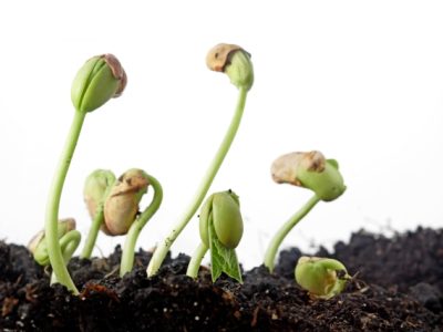 Crédito Shutterstock