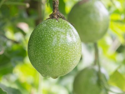 Crédito Shutterstock